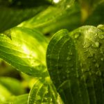 欧美viboss de 8m920