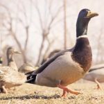 真实乱子伦露脸 9t6z551