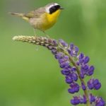 三级日本理论在线观看 a0s0ws0