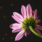 赘婿电视剧在线观看免费 n73jey0