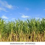 三级片电影 nxf2lijx