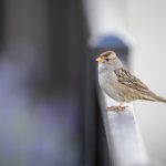 八哥电影在线观看:探索这部经典影片的魅力与深度 37dqmnqgw