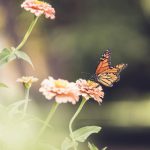 大米星球免费观看在线:畅享无限精彩,尽在指尖体验! 4ricqus7l