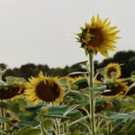 如何在油猴中文网上高效搜索所需脚本 l7cbmh