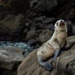 大米星球在线官网:探索美味大米的无限可能与精彩体验 s39vr